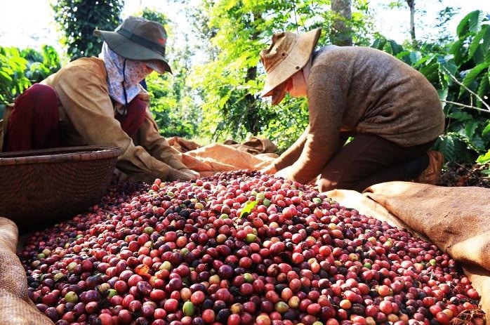 Thị trường sản xuất cà phê 1