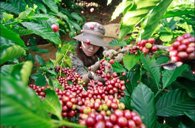 Thị trường sản xuất cà phê 2