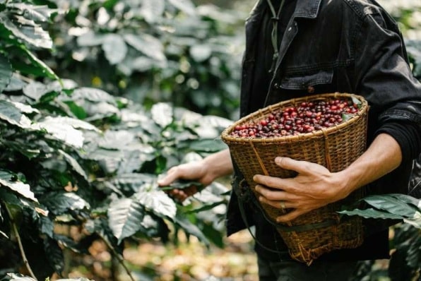 sản xuất cà phê 2