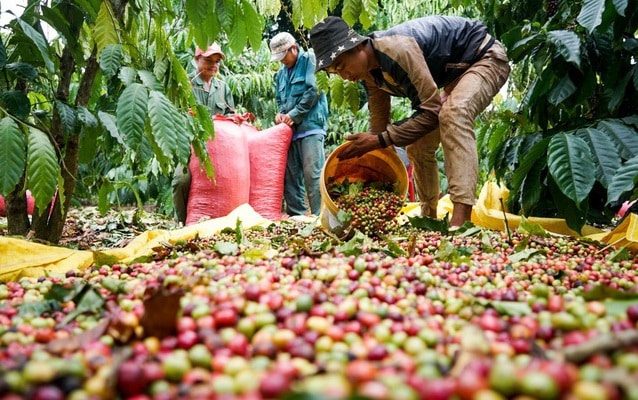 sản xuất cà phê 1