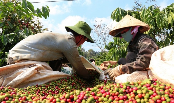 sản xuất cà phê 2